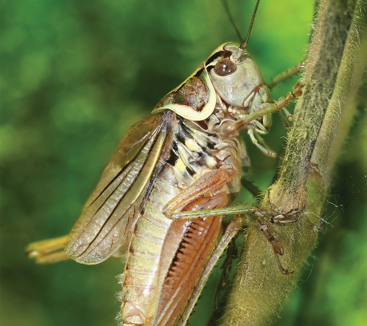 Crickets pestwatch Crickets pestwatch